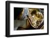 Pagoda of Shwedagon, Dated Between 6th and 10th Centuries, Yangon (Rangoon), Myanmar (Burma), Asia-Nathalie Cuvelier-Framed Photographic Print