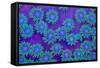 Pagota Coral-harmonia101-Framed Stretched Canvas