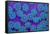 Pagota Coral-harmonia101-Framed Stretched Canvas