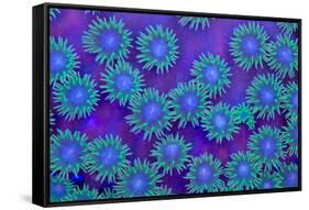 Pagota Coral-harmonia101-Framed Stretched Canvas