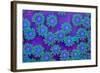 Pagota Coral-harmonia101-Framed Photographic Print