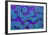 Pagota Coral-harmonia101-Framed Photographic Print