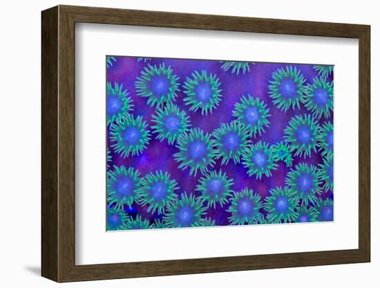 Pagota Coral-harmonia101-Framed Photographic Print