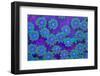 Pagota Coral-harmonia101-Framed Photographic Print