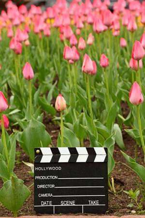 Black and White Cinema Clapper Board on the Ground among Field of Pink Tulips
