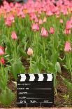 Black and White Cinema Clapper Board on Ground among Field of Yellow Tulips-Paha_L-Photographic Print