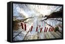 Framed Canvas