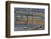 Pahoehoe lava, close-up of ribbon-like shapes, Sullivan Bay, Santiago-Krystyna Szulecka-Framed Photographic Print