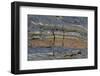 Pahoehoe lava, close-up of ribbon-like shapes, Sullivan Bay, Santiago-Krystyna Szulecka-Framed Photographic Print