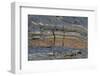 Pahoehoe lava, close-up of ribbon-like shapes, Sullivan Bay, Santiago-Krystyna Szulecka-Framed Photographic Print