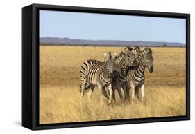 Pains Zebra (Equus Quagga Burchelli), Mokala National Park, South Africa, Africa-Ann & Steve Toon-Framed Stretched Canvas