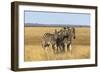 Pains Zebra (Equus Quagga Burchelli), Mokala National Park, South Africa, Africa-Ann & Steve Toon-Framed Photographic Print