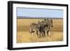 Pains Zebra (Equus Quagga Burchelli), Mokala National Park, South Africa, Africa-Ann & Steve Toon-Framed Photographic Print