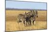 Pains Zebra (Equus Quagga Burchelli), Mokala National Park, South Africa, Africa-Ann & Steve Toon-Mounted Photographic Print