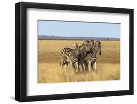 Pains Zebra (Equus Quagga Burchelli), Mokala National Park, South Africa, Africa-Ann & Steve Toon-Framed Photographic Print