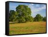 Paint Brush in Fields Near Gay Hill, Texas, USA-Darrell Gulin-Framed Stretched Canvas