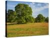 Paint Brush in Fields Near Gay Hill, Texas, USA-Darrell Gulin-Stretched Canvas