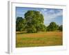 Paint Brush in Fields Near Gay Hill, Texas, USA-Darrell Gulin-Framed Photographic Print