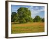 Paint Brush in Fields Near Gay Hill, Texas, USA-Darrell Gulin-Framed Photographic Print