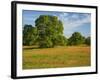 Paint Brush in Fields Near Gay Hill, Texas, USA-Darrell Gulin-Framed Photographic Print