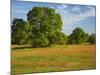 Paint Brush in Fields Near Gay Hill, Texas, USA-Darrell Gulin-Mounted Photographic Print