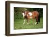 Paint Horse Mare with Adorable Foal on Pasturage-Zuzule-Framed Photographic Print