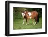 Paint Horse Mare with Adorable Foal on Pasturage-Zuzule-Framed Photographic Print