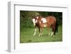 Paint Horse Mare with Adorable Foal on Pasturage-Zuzule-Framed Photographic Print