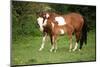 Paint Horse Mare with Adorable Foal on Pasturage-Zuzule-Mounted Photographic Print