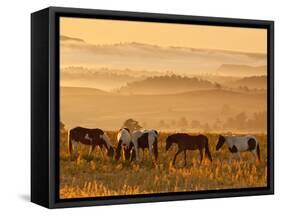 Paint Horses at Black Hills Wild Horse Sanctuary, South Dakota, Usa-Cathy & Gordon Illg-Framed Stretched Canvas