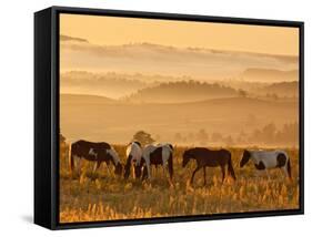 Paint Horses at Black Hills Wild Horse Sanctuary, South Dakota, Usa-Cathy & Gordon Illg-Framed Stretched Canvas