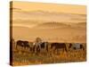 Paint Horses at Black Hills Wild Horse Sanctuary, South Dakota, Usa-Cathy & Gordon Illg-Stretched Canvas