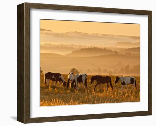 Paint Horses at Black Hills Wild Horse Sanctuary, South Dakota, Usa-Cathy & Gordon Illg-Framed Photographic Print