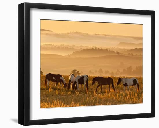 Paint Horses at Black Hills Wild Horse Sanctuary, South Dakota, Usa-Cathy & Gordon Illg-Framed Photographic Print