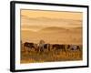 Paint Horses at Black Hills Wild Horse Sanctuary, South Dakota, Usa-Cathy & Gordon Illg-Framed Photographic Print