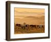 Paint Horses at Black Hills Wild Horse Sanctuary, South Dakota, Usa-Cathy & Gordon Illg-Framed Photographic Print