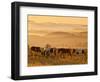 Paint Horses at Black Hills Wild Horse Sanctuary, South Dakota, Usa-Cathy & Gordon Illg-Framed Photographic Print