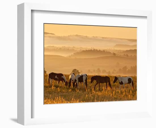 Paint Horses at Black Hills Wild Horse Sanctuary, South Dakota, Usa-Cathy & Gordon Illg-Framed Photographic Print