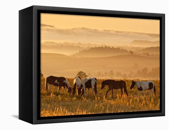 Paint Horses at Black Hills Wild Horse Sanctuary, South Dakota, Usa-Cathy & Gordon Illg-Framed Stretched Canvas