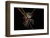 Paint me some light-Heidi Westum-Framed Photographic Print