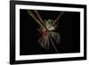 Paint me some light-Heidi Westum-Framed Photographic Print