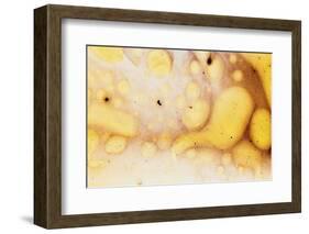 Paint, oil and water-Zandria Muench Beraldo-Framed Photographic Print