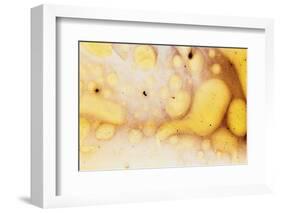 Paint, oil and water-Zandria Muench Beraldo-Framed Photographic Print