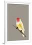 Paintbox Birds - Hope-Kristine Hegre-Framed Giclee Print