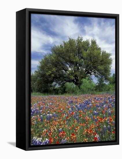 Paintbrush and Bluebonnets and Live Oak Tree, Marble Falls, Texas Hill Country, USA-Adam Jones-Framed Stretched Canvas