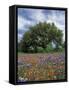 Paintbrush and Bluebonnets and Live Oak Tree, Marble Falls, Texas Hill Country, USA-Adam Jones-Framed Stretched Canvas