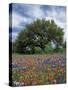 Paintbrush and Bluebonnets and Live Oak Tree, Marble Falls, Texas Hill Country, USA-Adam Jones-Stretched Canvas