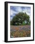 Paintbrush and Bluebonnets and Live Oak Tree, Marble Falls, Texas Hill Country, USA-Adam Jones-Framed Photographic Print