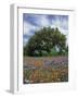 Paintbrush and Bluebonnets and Live Oak Tree, Marble Falls, Texas Hill Country, USA-Adam Jones-Framed Photographic Print