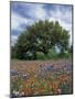Paintbrush and Bluebonnets and Live Oak Tree, Marble Falls, Texas Hill Country, USA-Adam Jones-Mounted Photographic Print